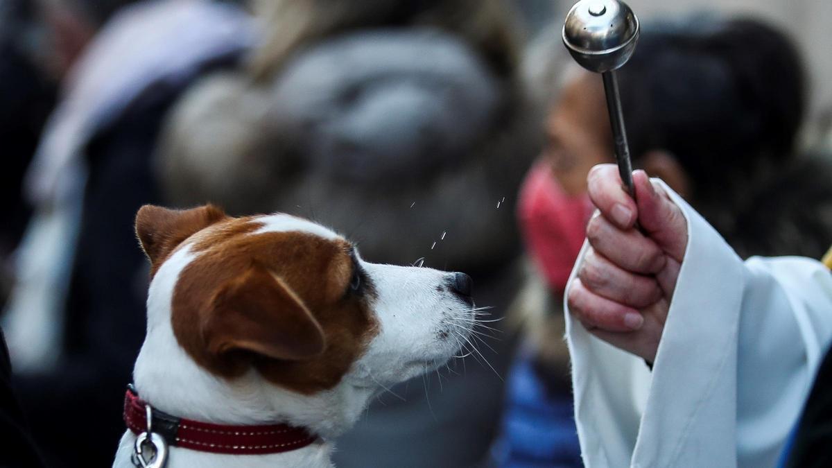 Día Mundial de Bendecir a los Animales.