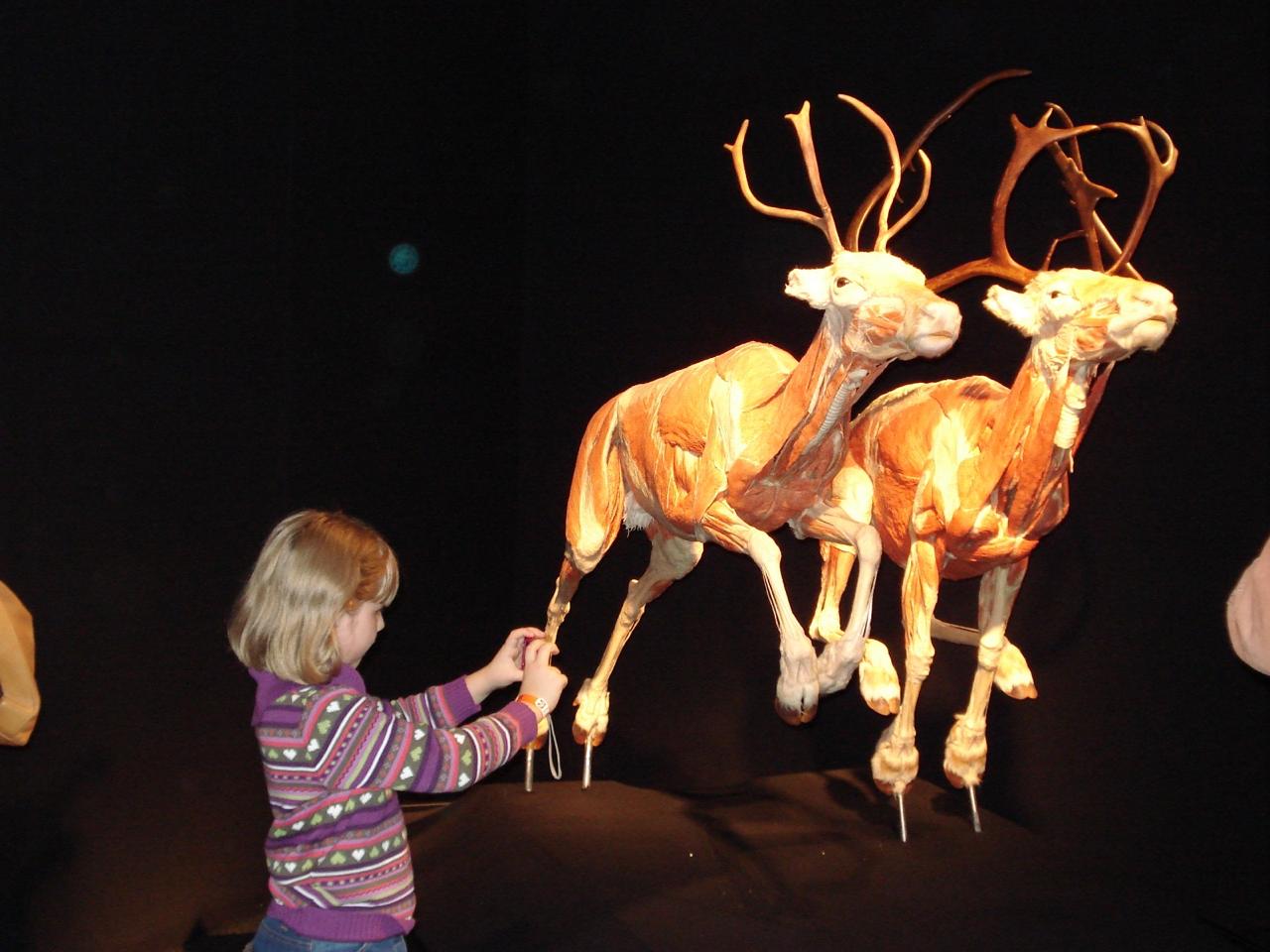 Por primera vez a nivel nacional, el Museo Laberinto será sede de “Body worlds animal inside out” a partir del 7 de marzo