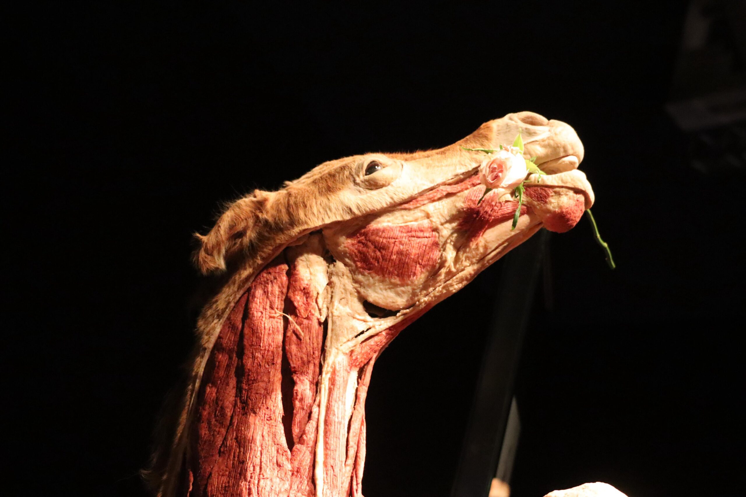 Invitan a visitar “Body Worlds animal inside out”, exposición que viene por primera vez a México y visita el estado Potosino.